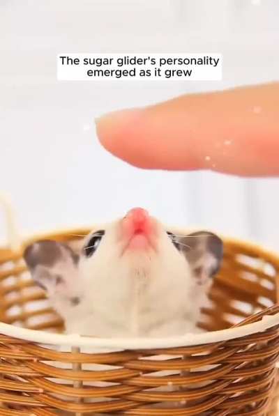 Bady to Adult rat/mouse/bat thingy.