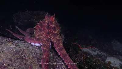 I had a close encounter with a Giant Pacific Octopus last night