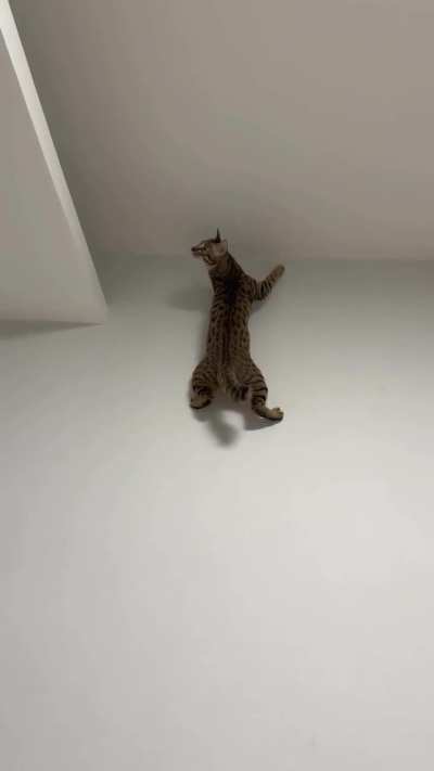 Spider cat