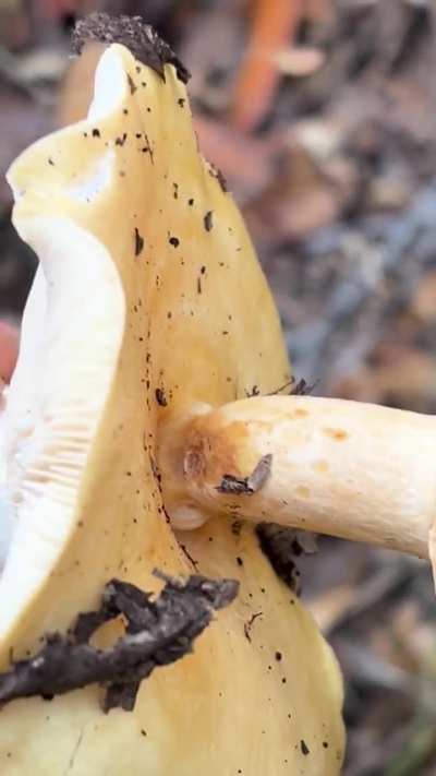 Mushroom growing out of a mushroom