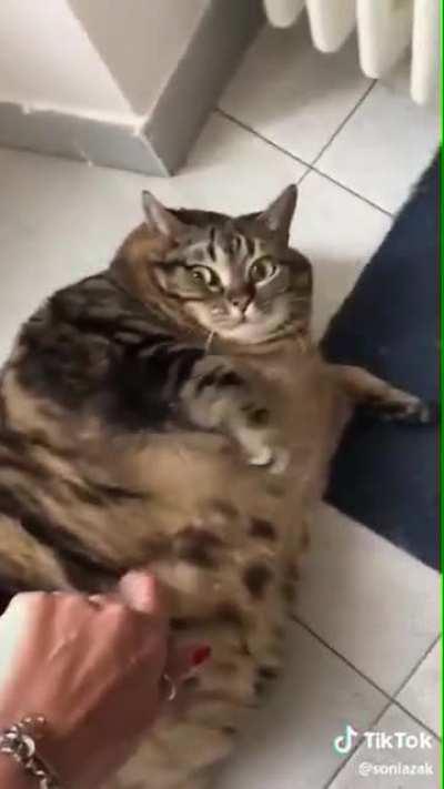 The Chonkiest Boy