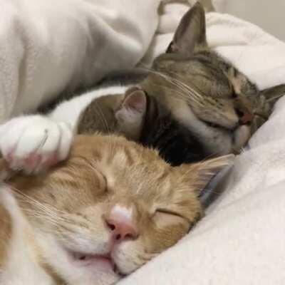 Cuteness under the blanket