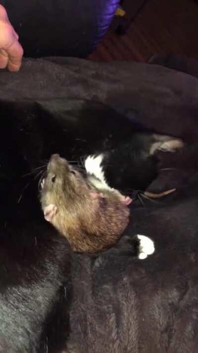 cat not working properly