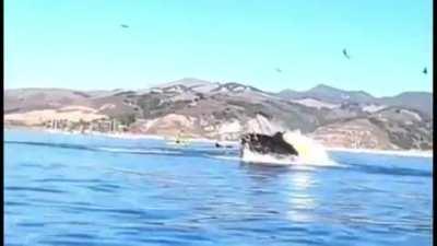 kayaker swallowed by a humpback whale