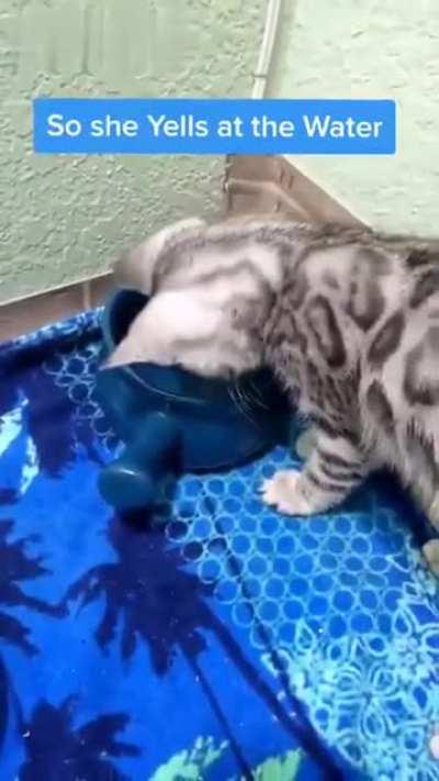 HOW DARE YOU! (X-Post from r/StartledCats)