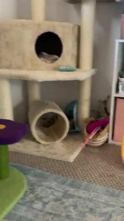 Getting played by this little guy