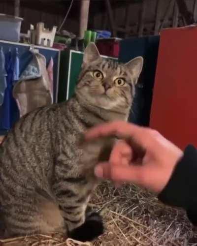 Greebles on the Brain