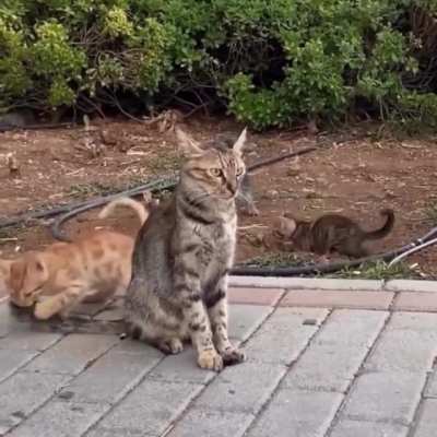 What’s mommy cat thinking?