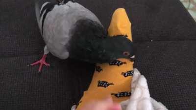 I can‘t get Crumble to stop attacking my feet