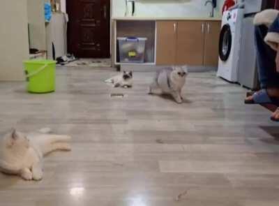 Заскриптованные котики