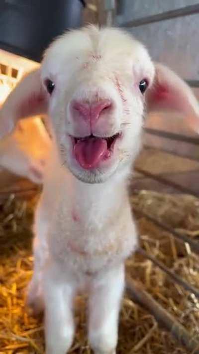 Newborn Lamb is Ready to Party
