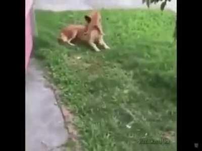 Facehugger takes out a competition