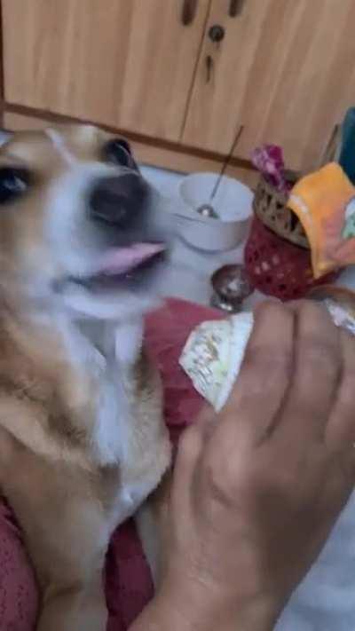 মিষ্টি Doggy টা পুজো সময়ে শঙ্খ বাজানোর জন্য জোর করছে😊।