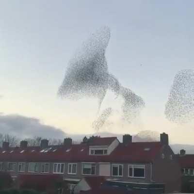 Patterns in the sky created by birds