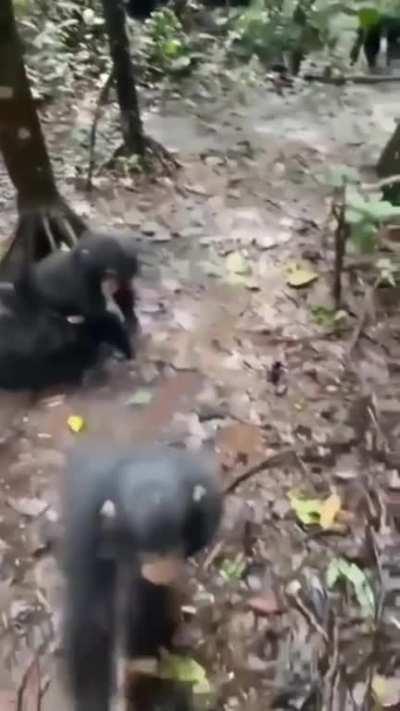 Baby chimps at a rescue sanctuary in Liberia are greeting and showing the new kid around