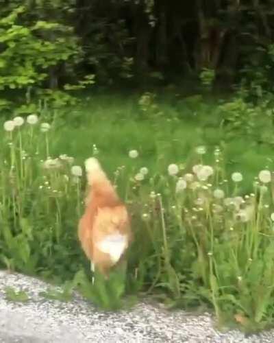 Such a happy little bunny