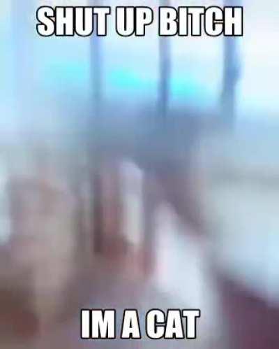I’m a cat