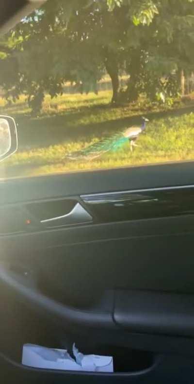 Everyday I yell at him and he yells back