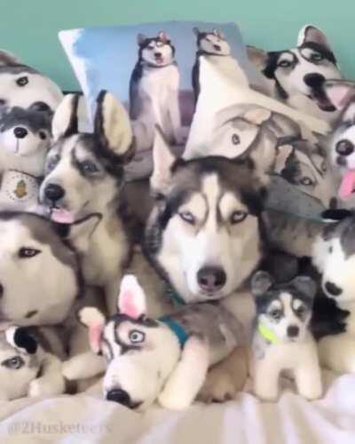 Husky overload