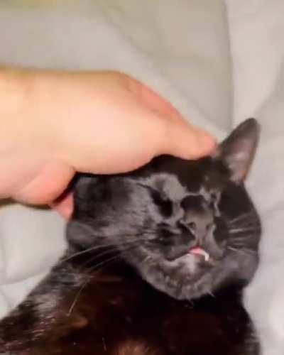 Cat helping its human to groom it (@kitten_city)