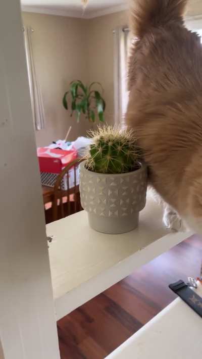 What can I say…cats😭