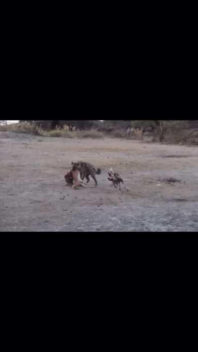 Lone African Wild Dog Attempts to Stop a Spotted Hyena From Stealing it’s Kill