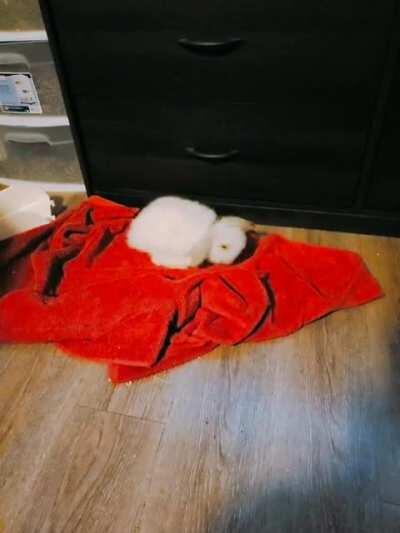 Who needs toys when you got a towel?