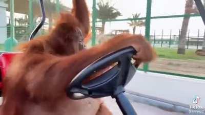 This is probably the best video I’ve ever seen on the internet