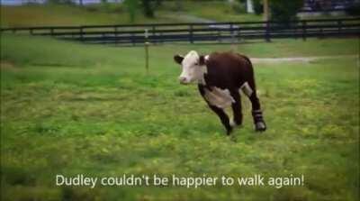 Happy cow trying out its new leg
