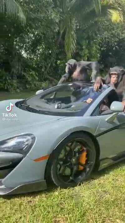 Monkes vibing in car