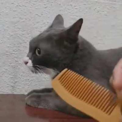 This cat's reaction to the sound of the comb being scraped