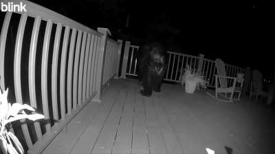 Bear crawls over camera onto home's deck...