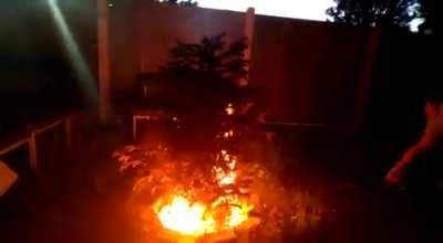 Lighting a Christmas tree on fire