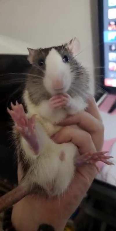 He stole my mash potatoes