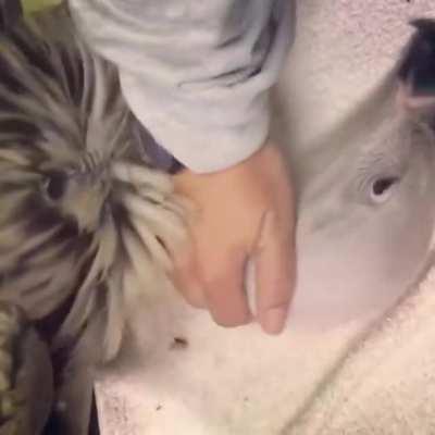 Did somebody say Vultures are ugly?