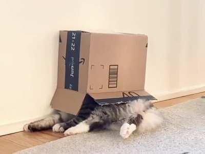 Rare Hermit Cat found in the wilds