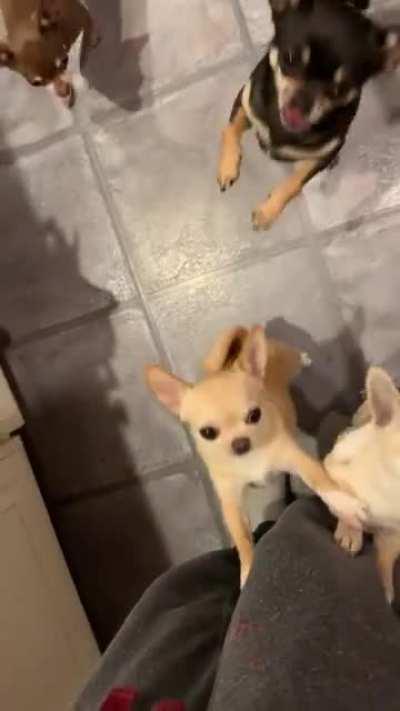 Toothbrush distribution.