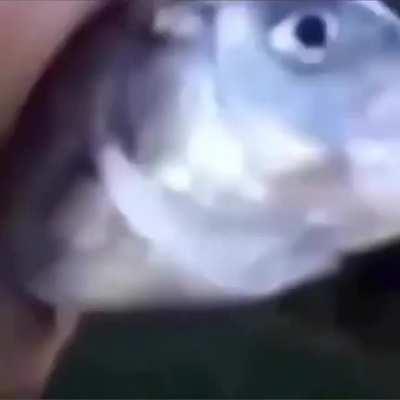 🐟