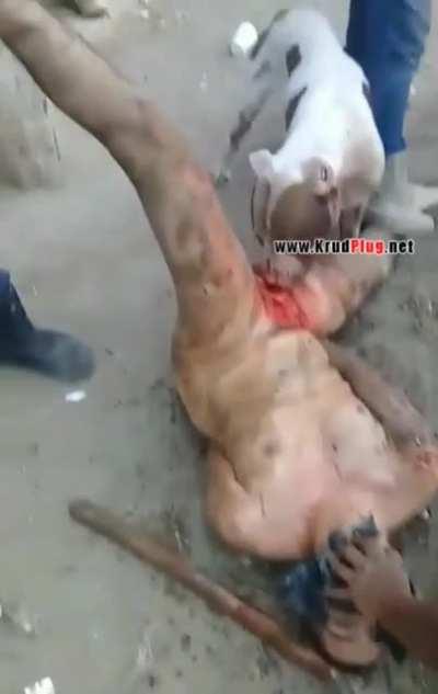 Child rapist gets his penis and balls eaten off by a pitbull!