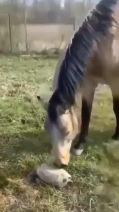 Grouchy ass tortoise