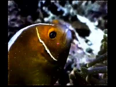 Human beings and water wunks can co-exist peacefully 🐟 🧍‍♂️