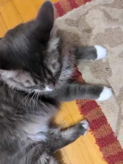 Sprocket's hungry, time for a squeak!