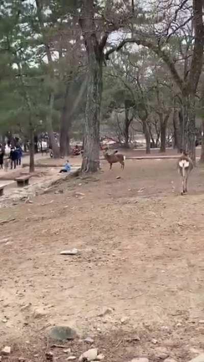 At a Deer Park in Japan