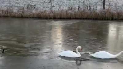 The male Swan breaks the ice with his chest to let his family pass comfortably.....