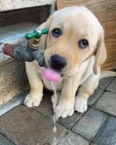 Listen Dave - It's thirsty work being this cute!