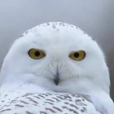 🔥 Reminder that owls can rotate their necks up to 270 degrees in either direction! 🔥