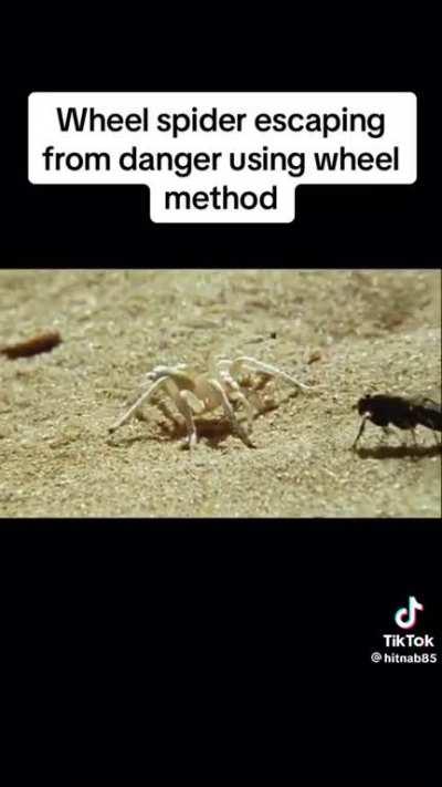 Spider makes a quick getaway