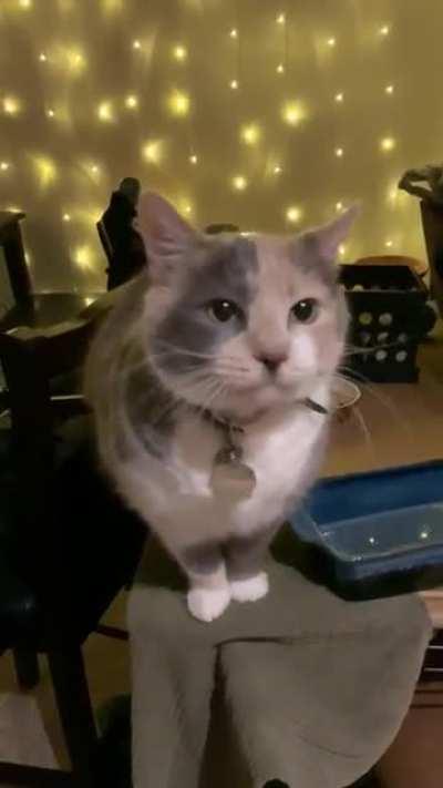 As you can see behind her her bowl is filled, but not enough.