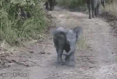 Guess, that is a good morning in elephant language