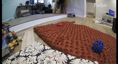 Furbo caught the aftermath of me making fun of my wife and trying to escape.